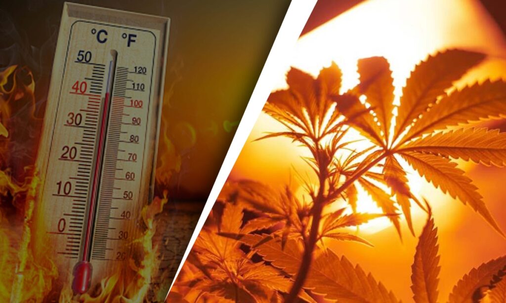 Cannabis Heat Stress Learning Effective Solutions For Optimal