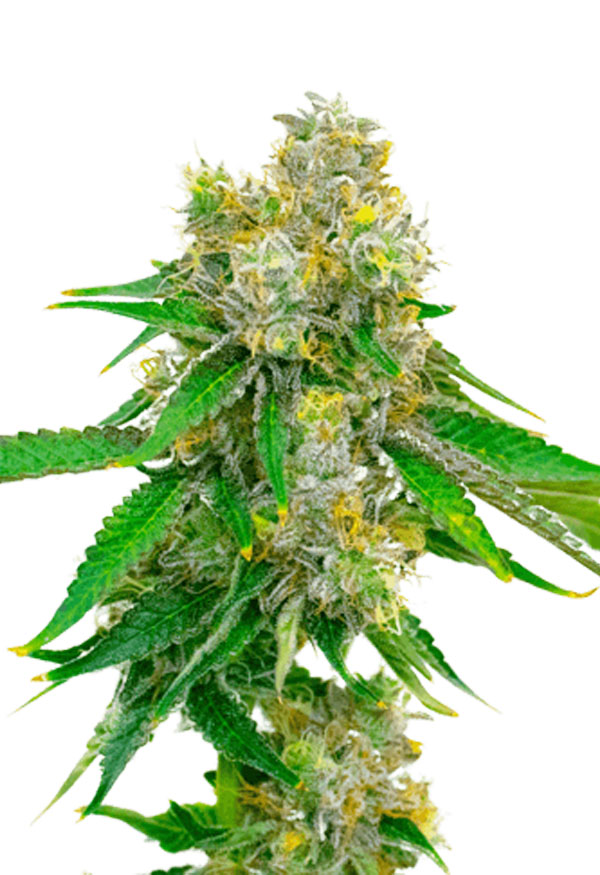 BUY Cream Autoflower Seeds
