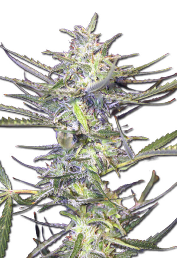 Grape Drink Autoflower Marijuana Seeds Rocket Seeds