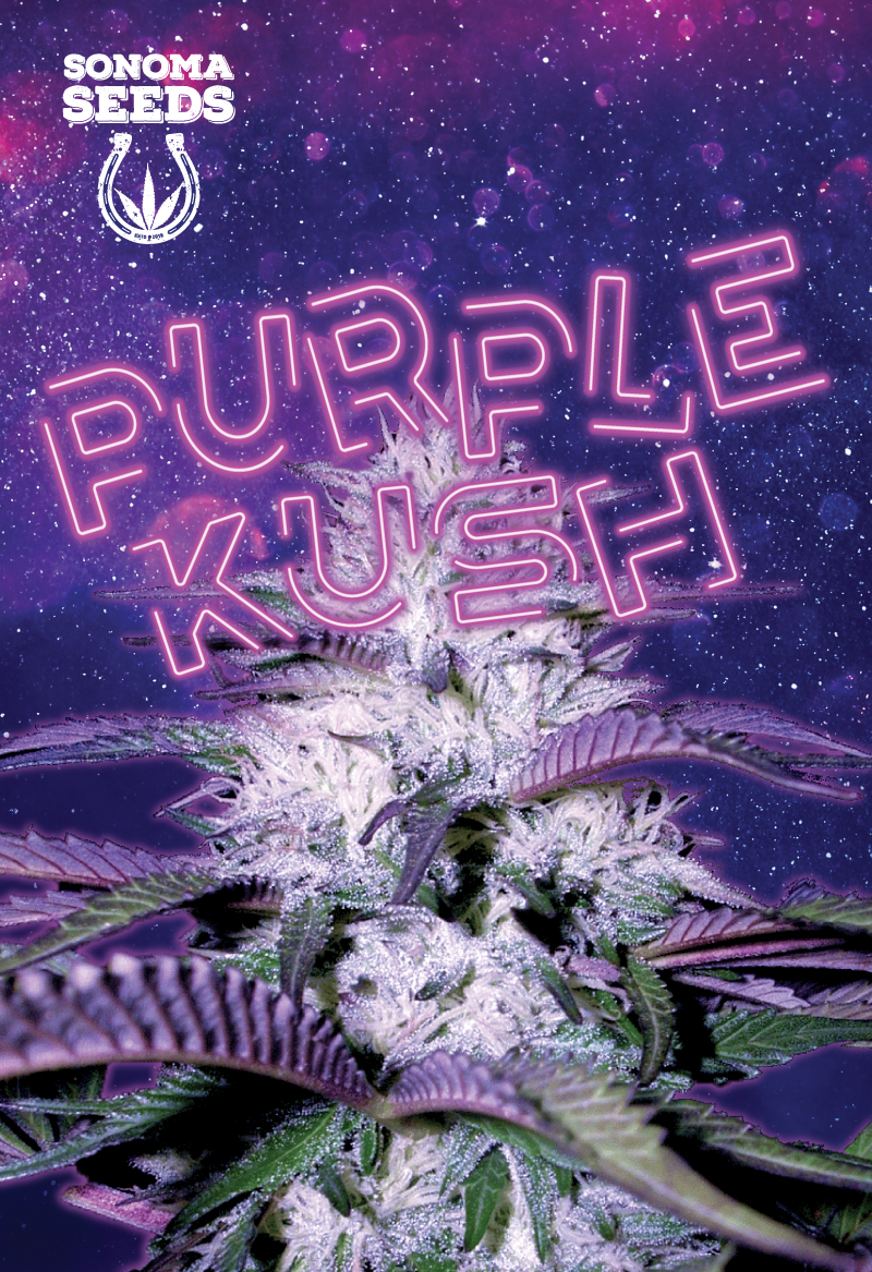 purple kush seeds