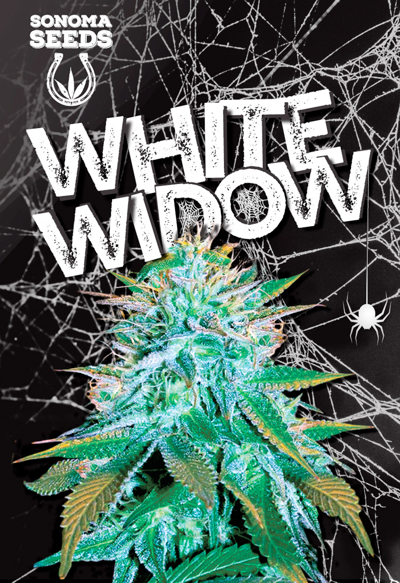 sonoma white widow autoflower