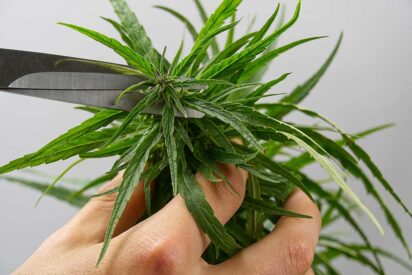 How to Trim Weed A Complete Guide 1