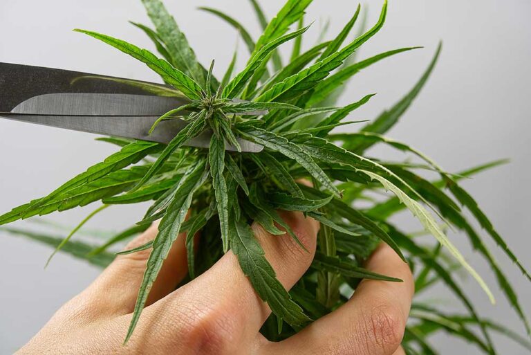 How to Trim Weed Cultivating Cannabis Rocket Seeds