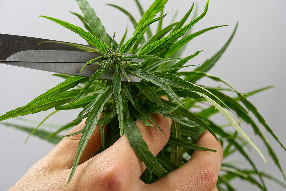 A Complete Guide on How to Trim Weed