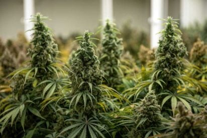 How to Use CO2 for Marijuana Grow Room to Increase Yields