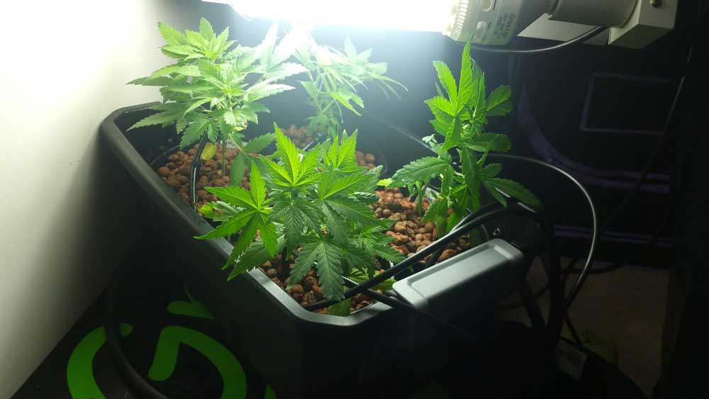 Hydroponic Systems for Weed