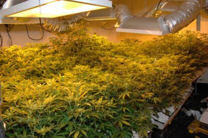 LEC Grow Lights For Cannabis 1 412x274