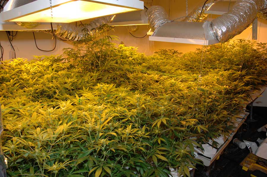 LEC Grow Lights for Cannabis