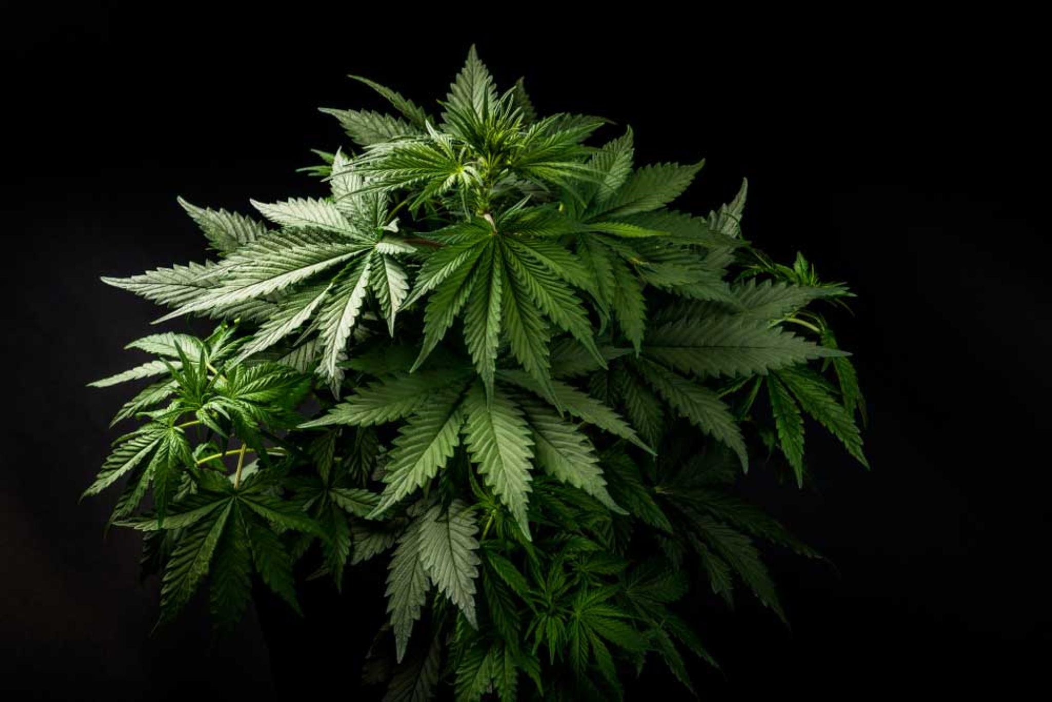 Lollipopping Cannabis The Right Way: A Guide