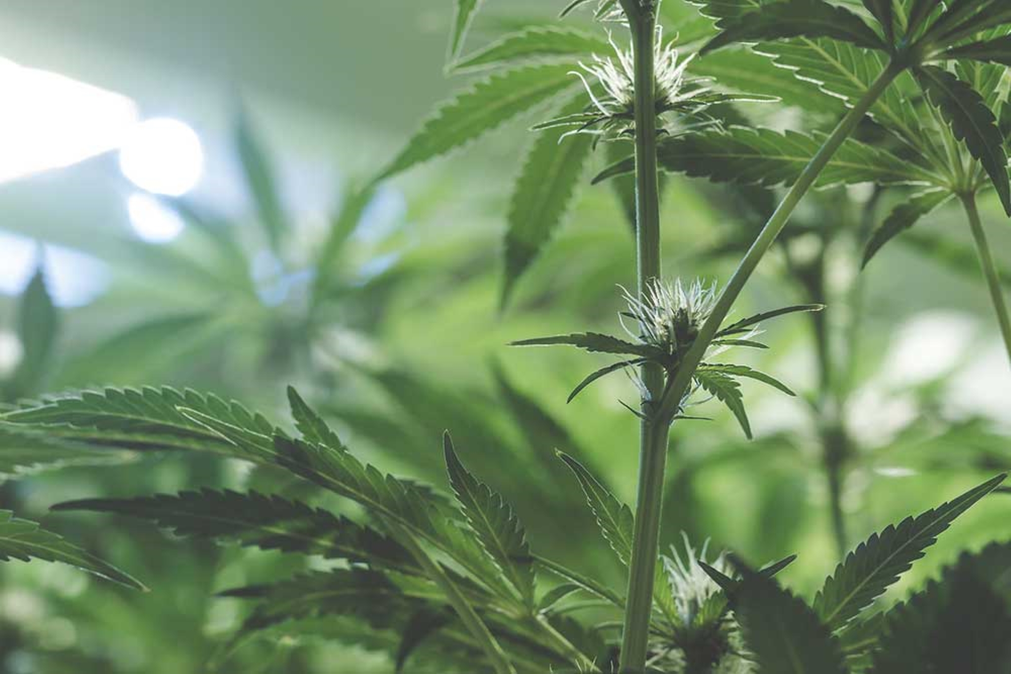 Male VS Female Weed: Everything You Need to Know