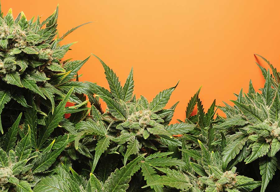 Monster Cropping Marijuana: A Comprehensive Guide
