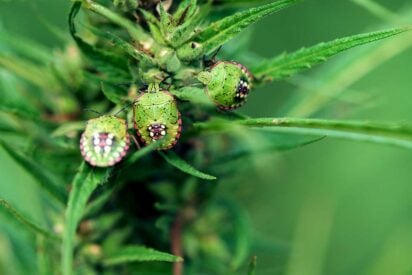 Pests Bugs and Viruses in Marijuana and Solution
