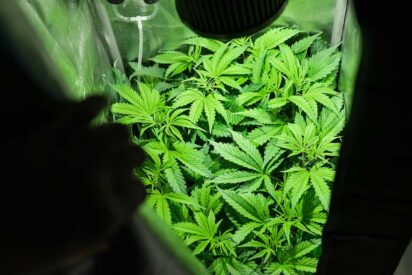 Sea Of Green SoG Marijuana Grow Method 412x275