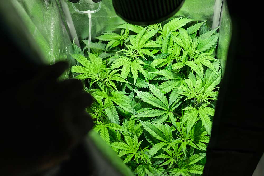Sea of Green SoG Marijuana Grow Method