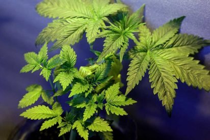 Super Cropping Cannabis
