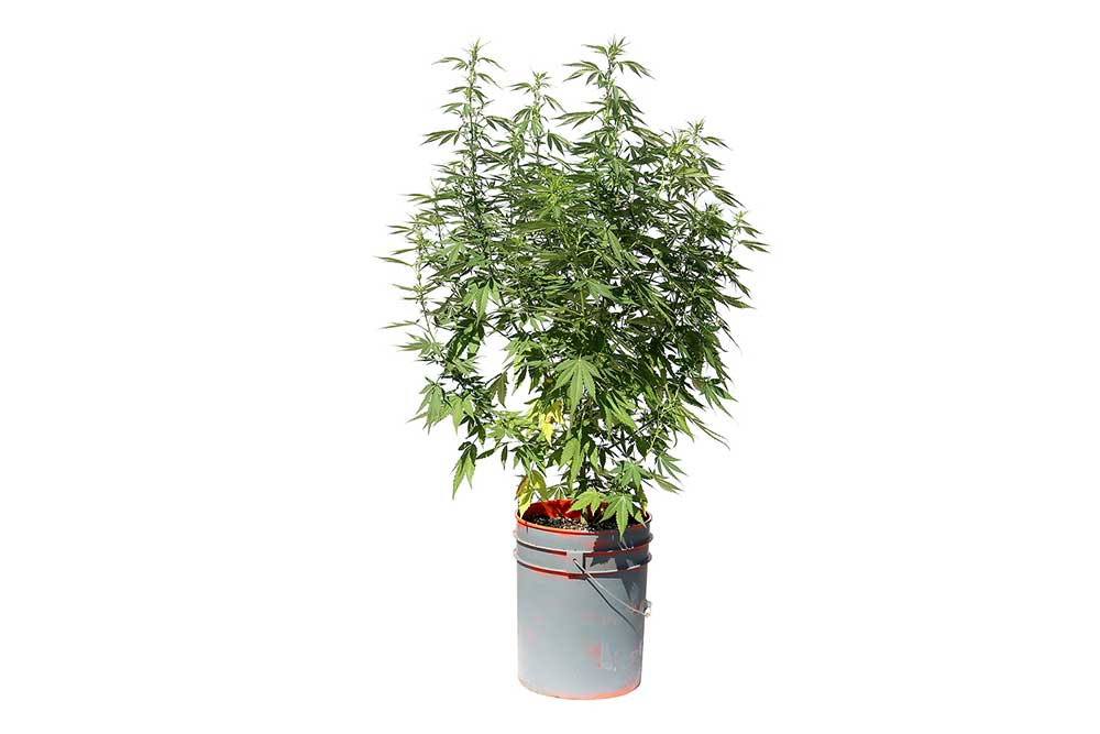 Start Growing Marijuana Using Space Buckets for Low Cost