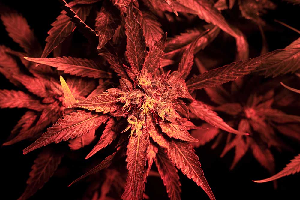 Top 10 Cannabis Strains for Bipolar Disorder