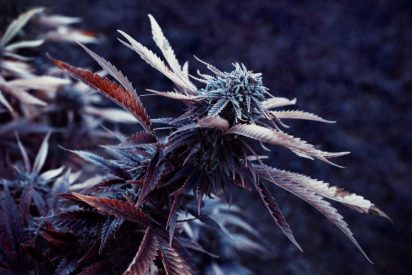 Top 10 Celebrities that Use Cannabis