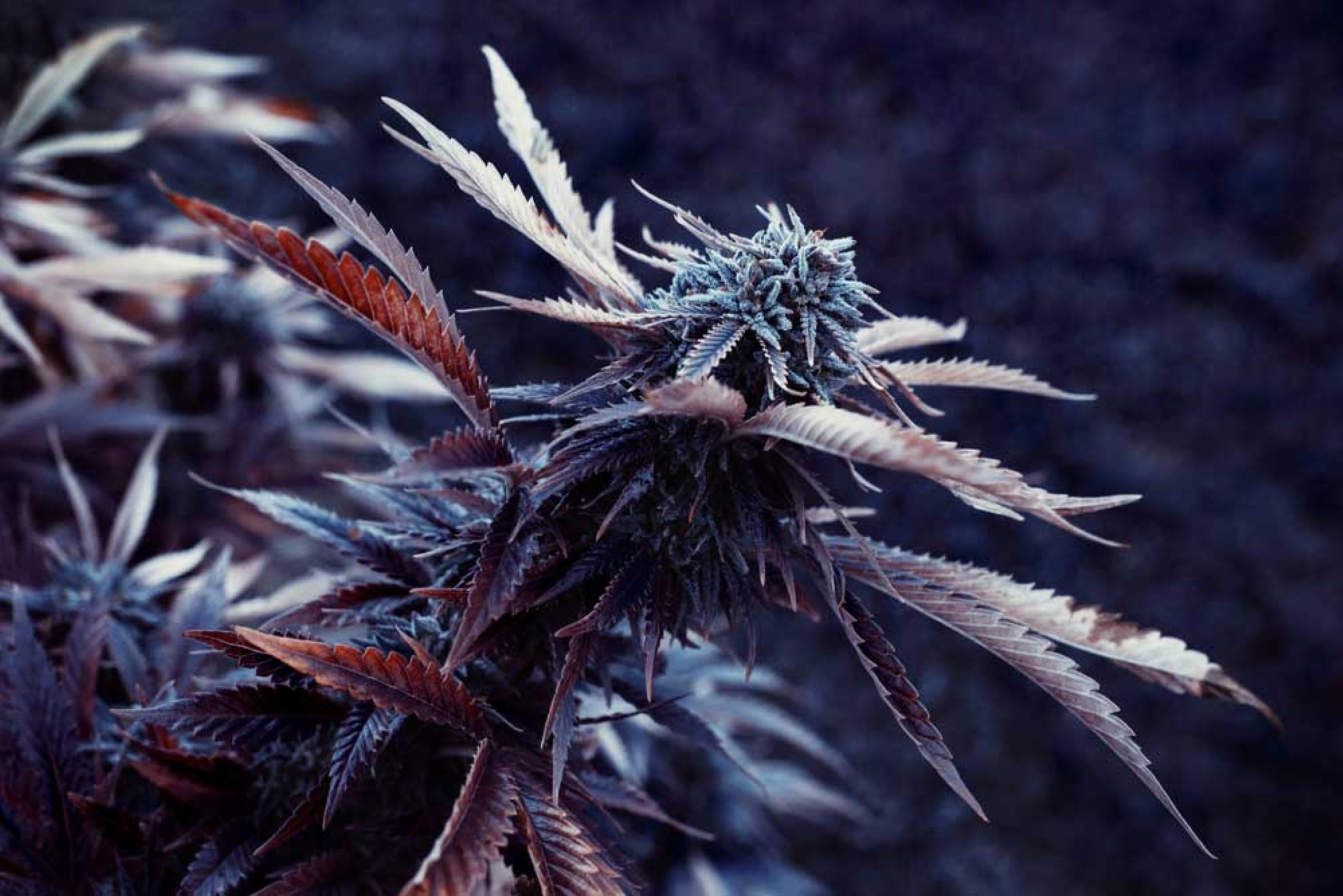 Top 10 Celebrities that Use Cannabis