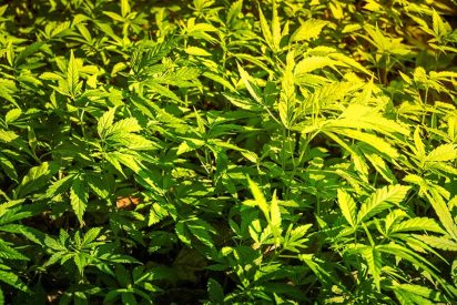 Top 10 Gifts You Can Give a Marijuana Grower