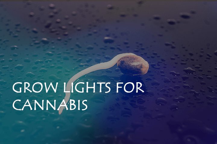 Using HPS (High-Pressure Sodium) Grow Lights for Cannabis