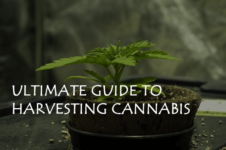 Ultimate Guide to Harvesting Cannabis