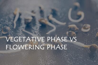 vegetative phase vs flowering phase