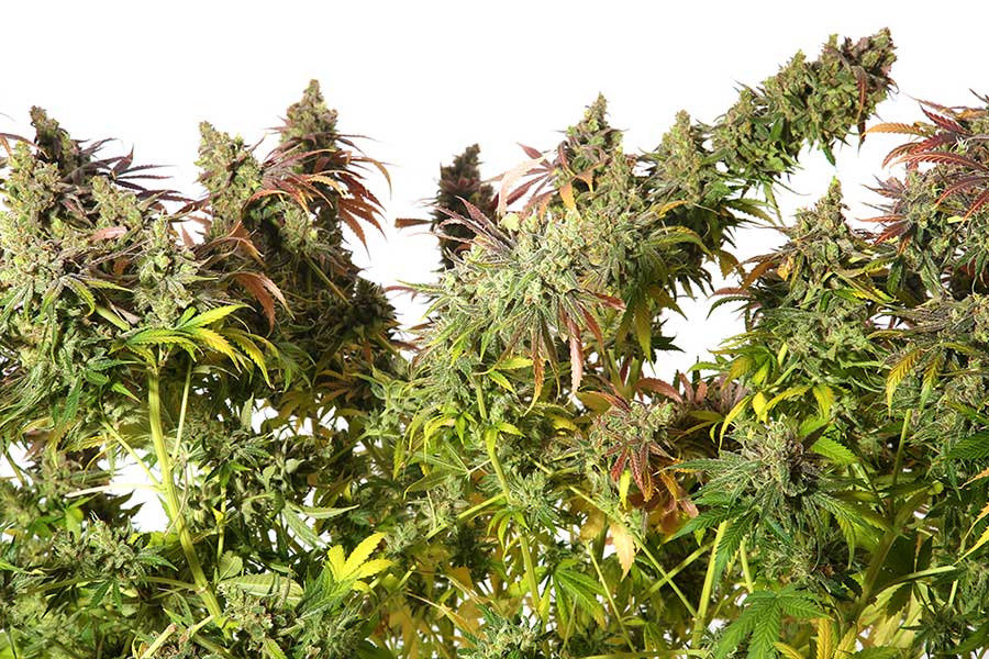 10 Best Autoflowering Cannabis Strains