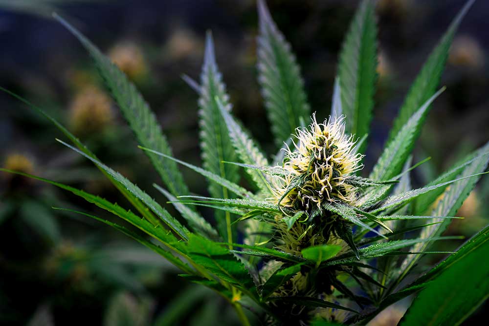 A Guide to Sexing Marijuana Plants