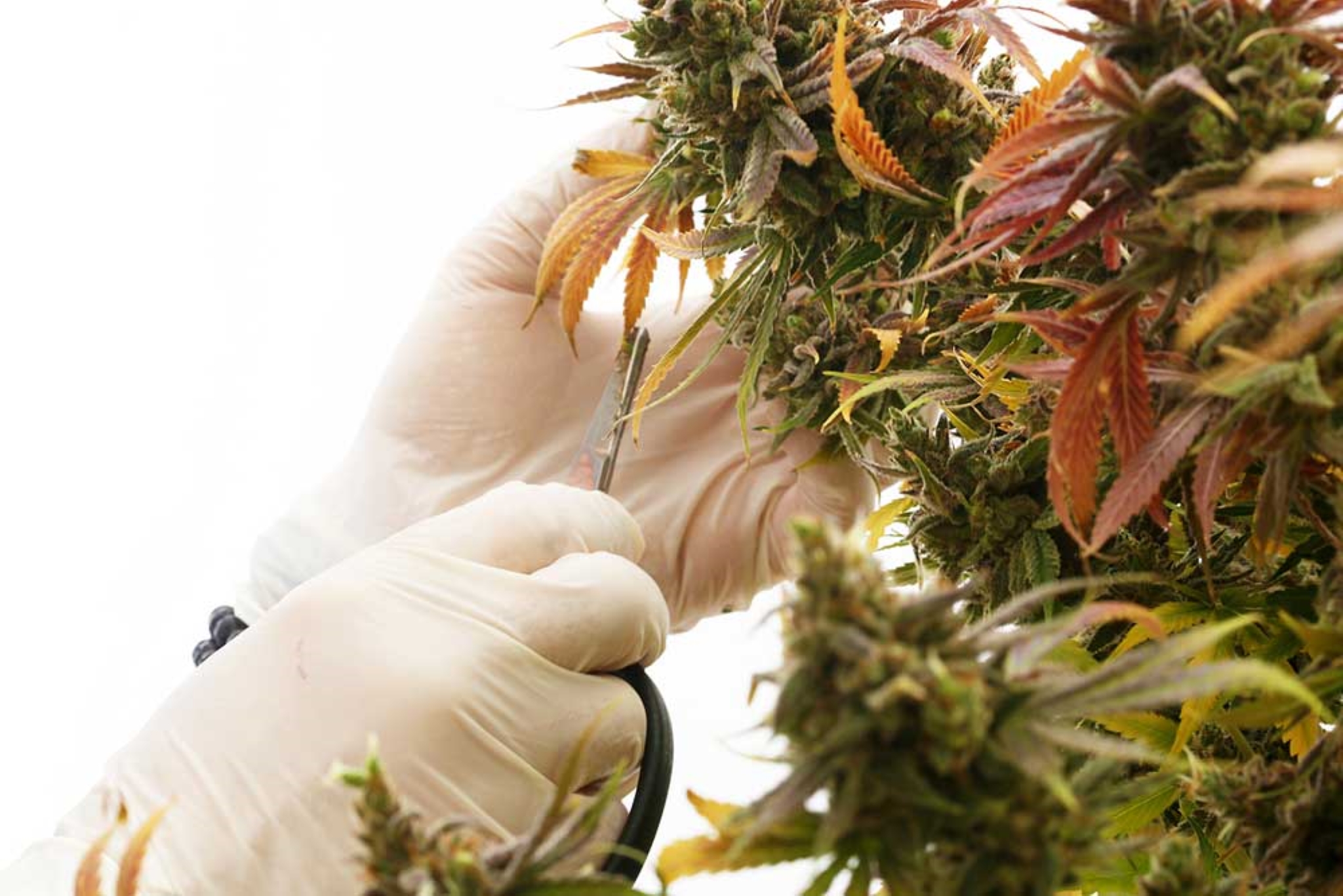 Cannabis Defoliation Guide: How to Increase Yields by Removing Leaves