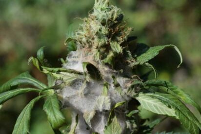 Common Marijuana Plant Problems That You Should Know 412x275