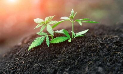 How to Care for Marijuana Seedlings 1