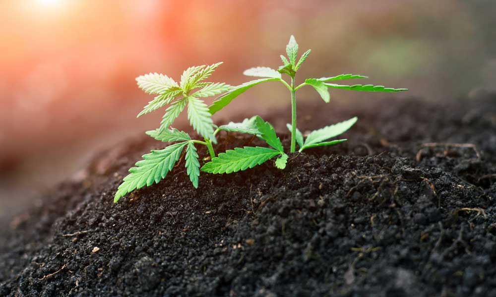 How to Care for Marijuana Seedlings