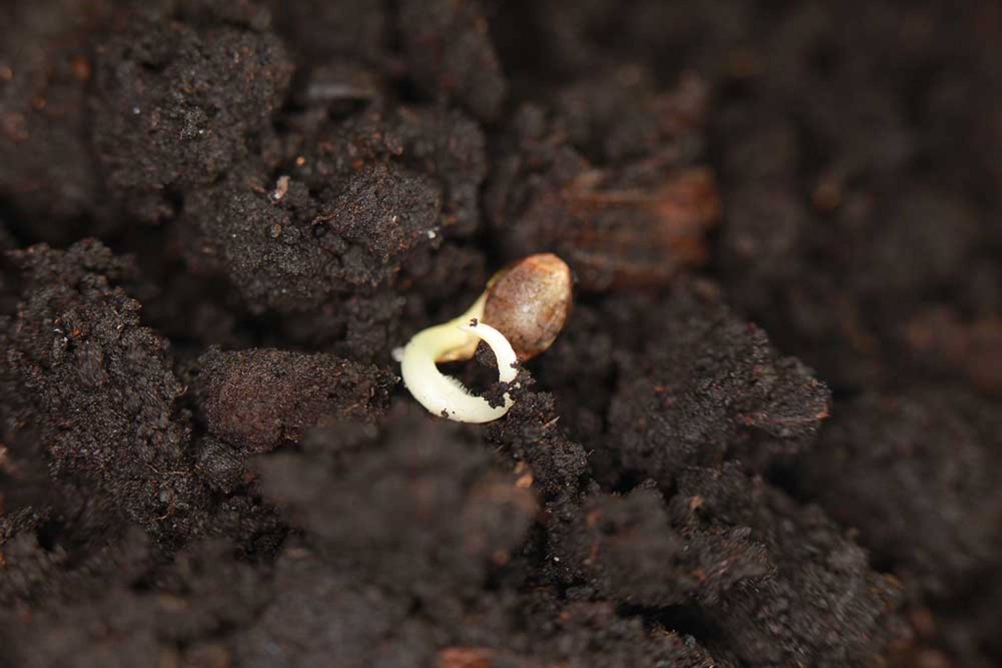 How to Grow Marijuana from Seed
