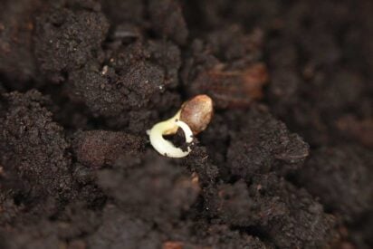 How to Grow Marijuana from Seed 2