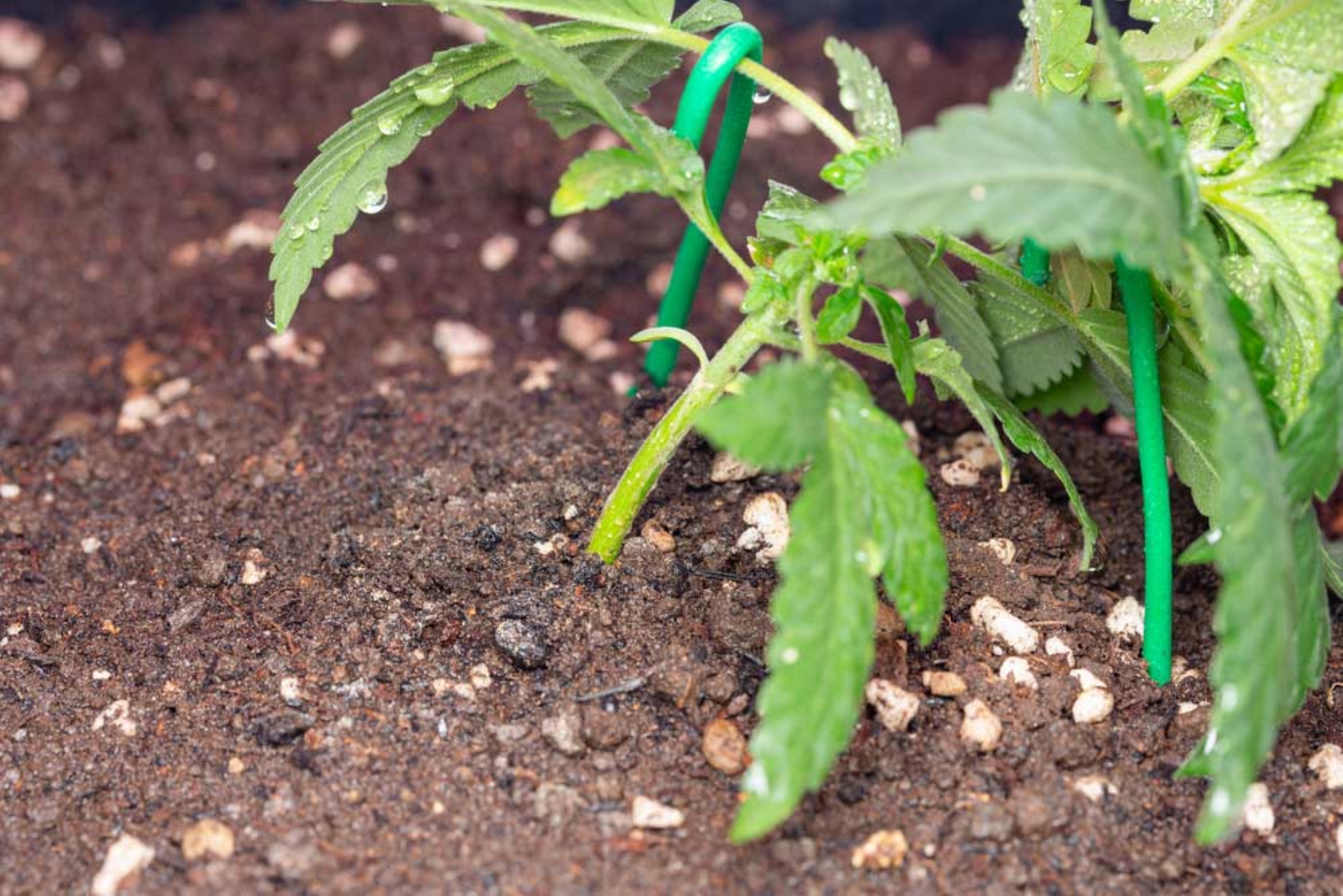 How to Grow Marijuana with Low-Stress Training (LST)