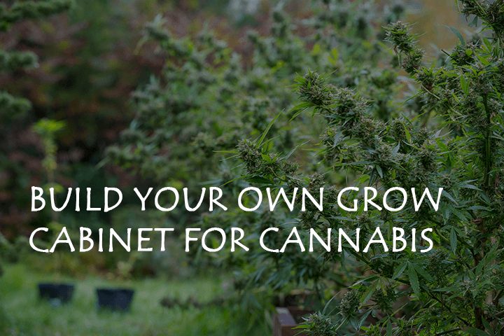 Build your Own Grow Cabinet for Cannabis – A Guide