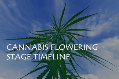 cannabis flowering stage timeline