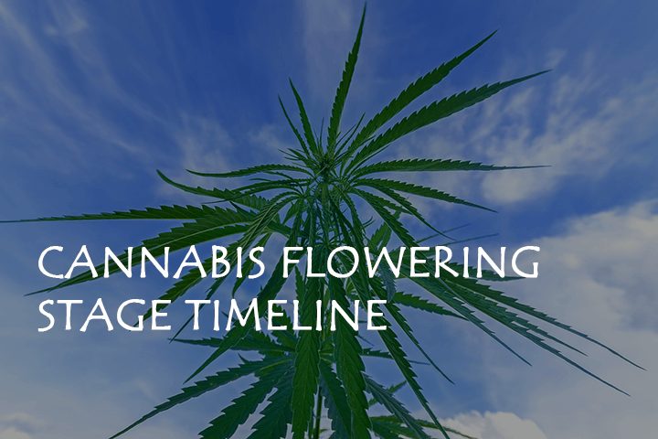 Cannabis Flowering Stage Timeline – 12/12 to Harvest