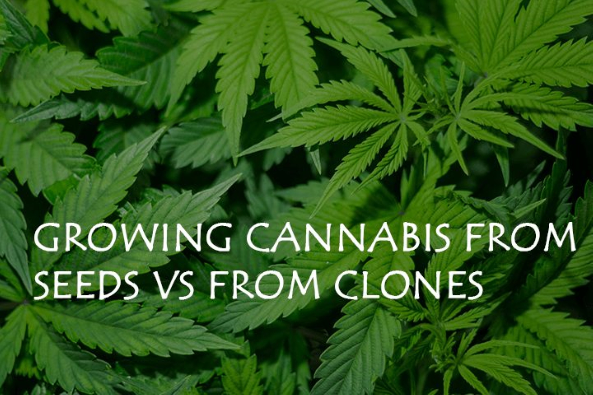 Growing Cannabis from Seeds Vs from Clones