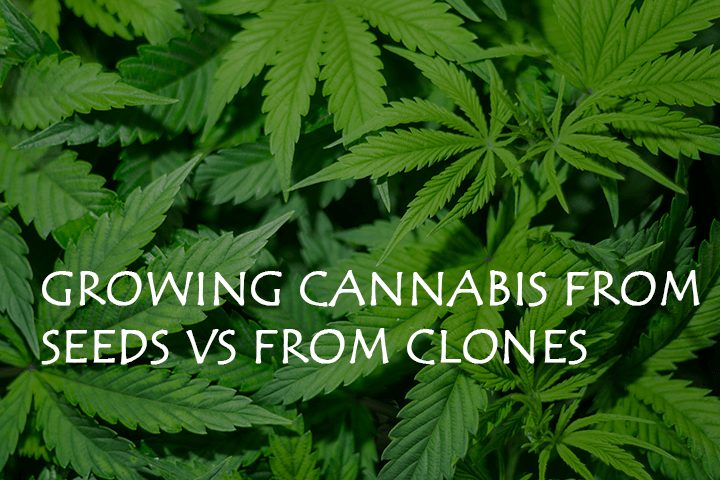 growing cannabis from seeds vs from clones