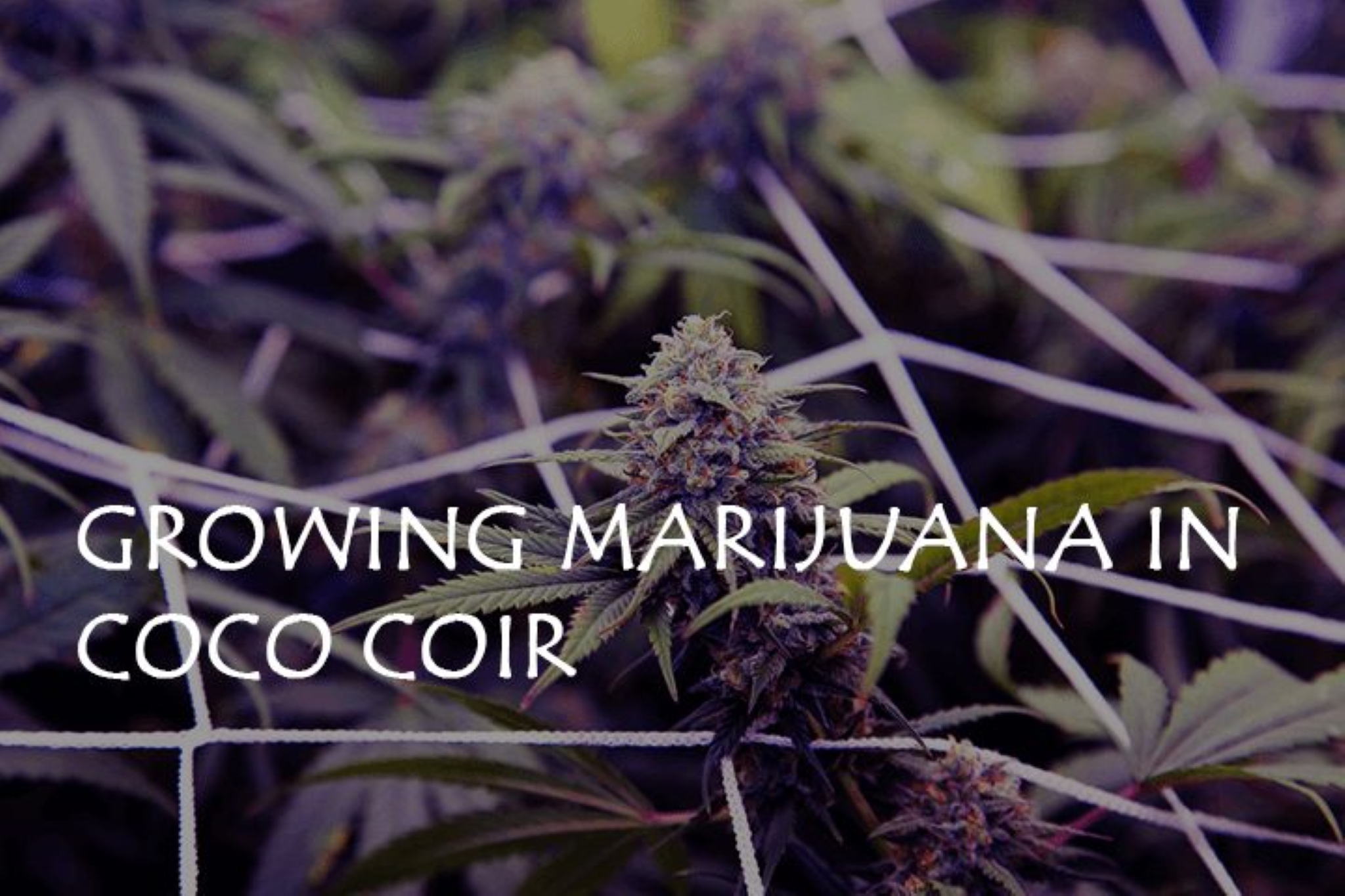 Growing Marijuana in Coco Coir – A Comprehensive Guide