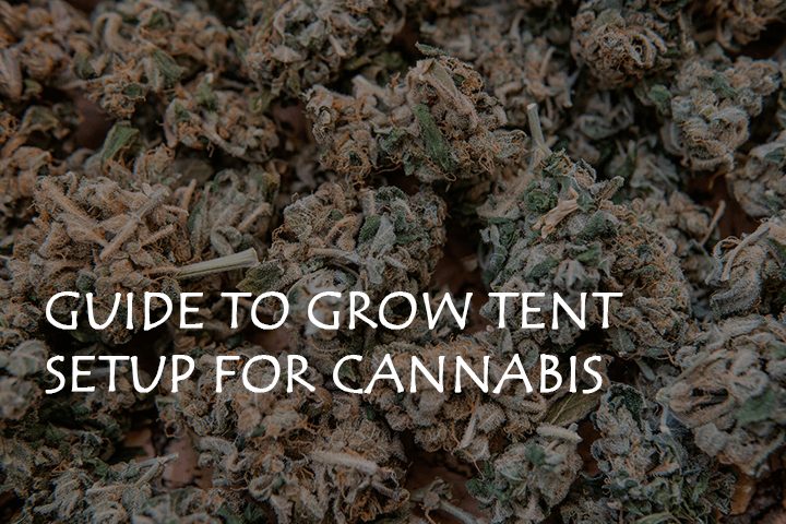 Beginner’s Guide to Grow Tent Setup for Cannabis