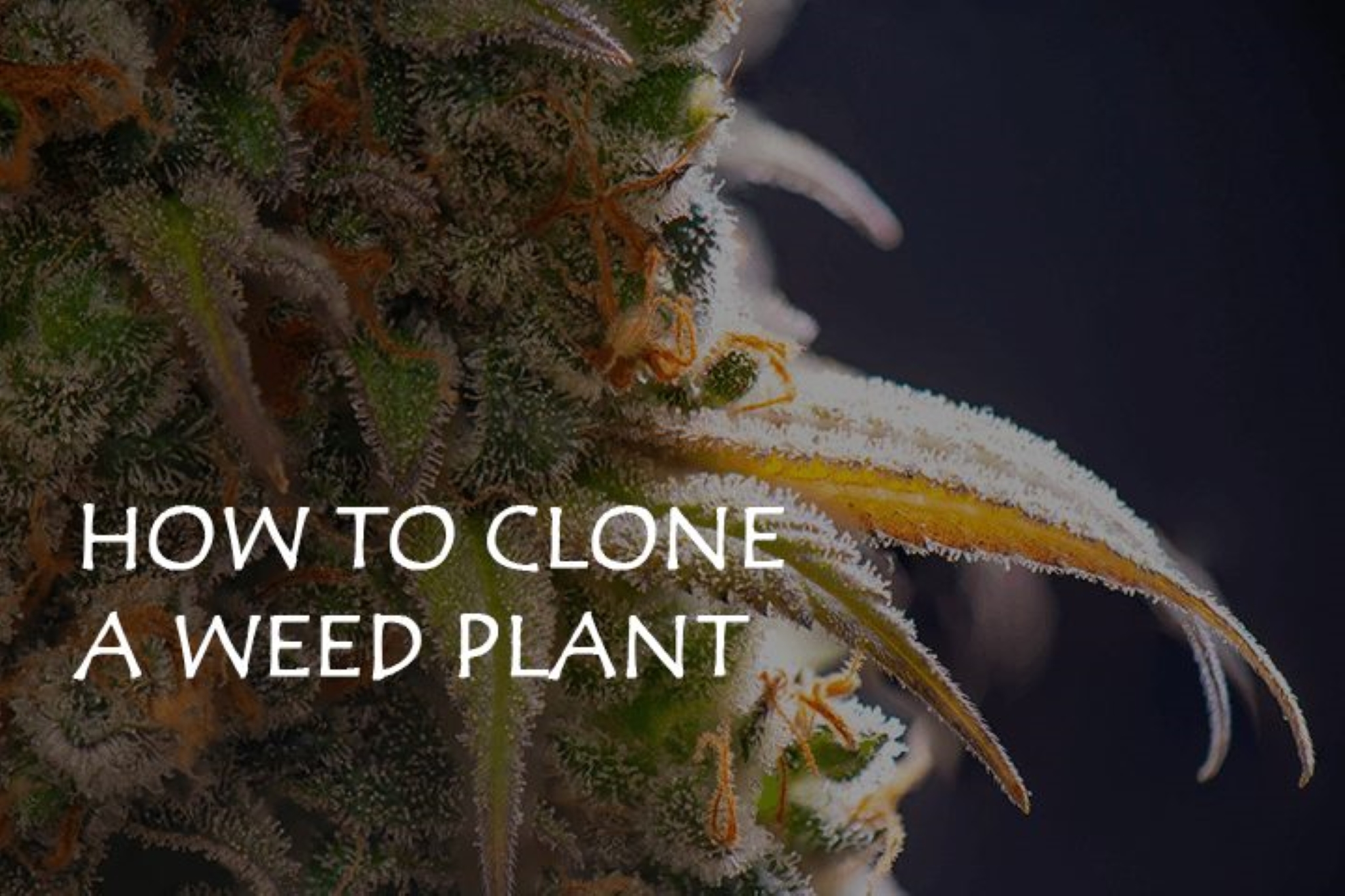 How to Clone a Weed Plant