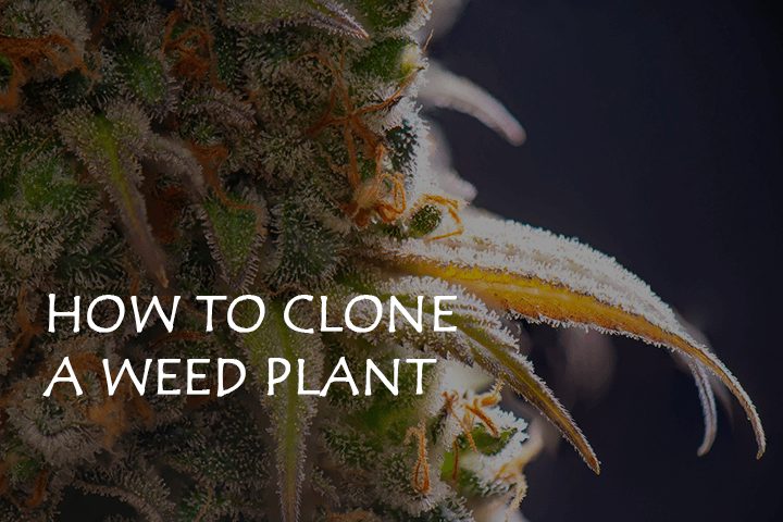 How to Clone a Weed Plant