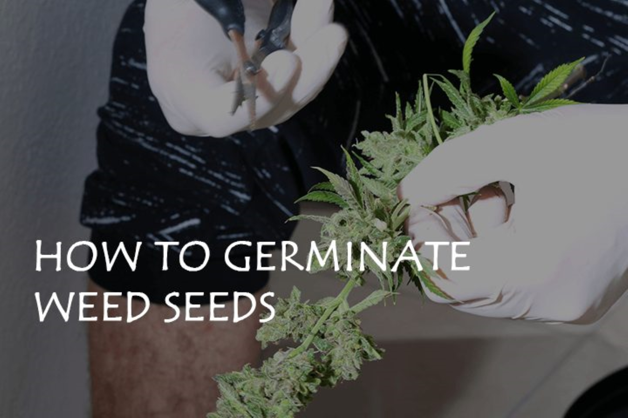 How to Germinate Weed Seeds