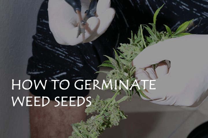 How to Germinate Weed Seeds: The Definitive Guide