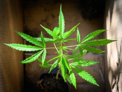 Building Marijuana Grow Box In 5 Easy Steps 412x310