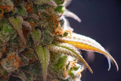 Top 10 All Time Favorite Kush Cannabis Seeds 412x275