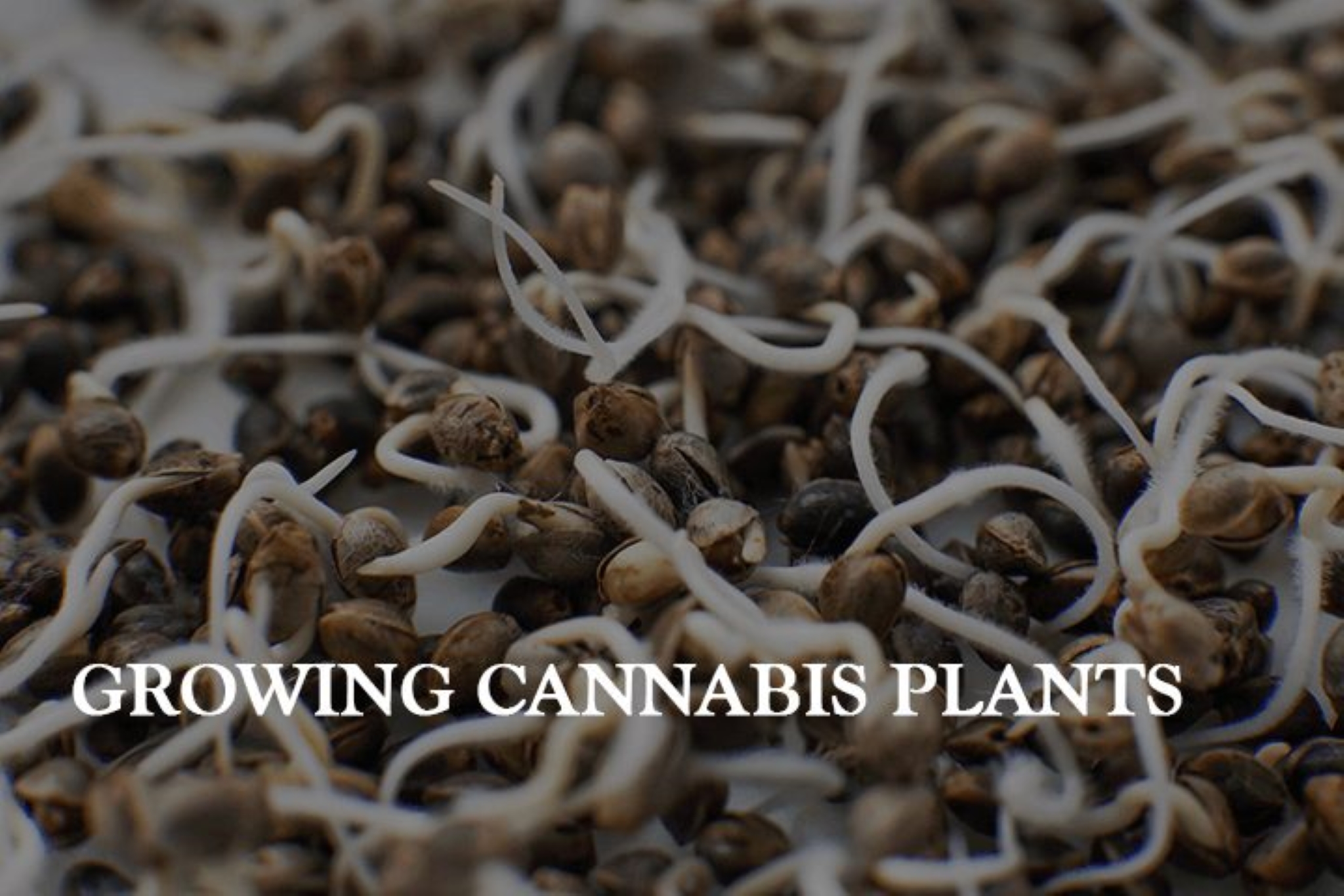 Growing Cannabis Plants with Seeds